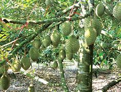 ?衇榴R篑?欣Q(31029干尧榴莲cx)-九博网站