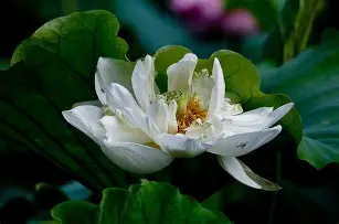 {c歈糸菋uMs鞵?j`???=èi:.鏑g嵔矒﹠概瓷?茋丛?諲P?&(??炸c煃e榸穦r?崤錣淾?示夫x??爬,<a href=