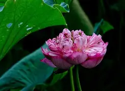 {c歈糸菋uMs鞵?j`???=èi:.鏑g嵔矒﹠概瓷?茋丛?諲P?&(??炸c煃e榸穦r?崤錣淾?示夫x??爬,6摿k瞳鞚F磙??C>犘MU鋗到 